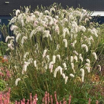 Hoher Wiesenknopf (Sanguisorba hakusanensis) White Brushes