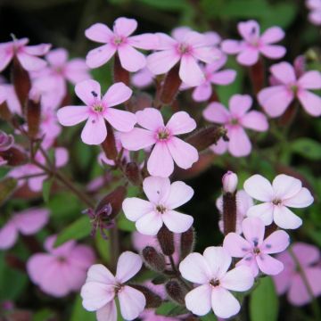 Polster-Seifenkraut (Saponaria ocymoides) Rose
