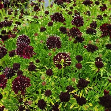 Skabiose (Scabiosa columbaria) Summer Night