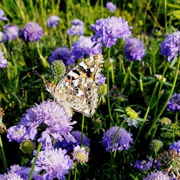 Berg-Skabiose (Scabiosa japonica) Blue Note