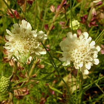 Hellgelbe Skabiose (Scabiosa ochroleuca) 