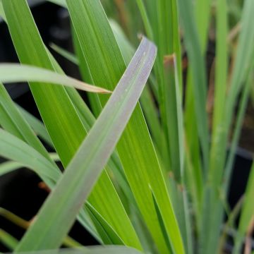 Kleines Präriegras (Schizachyrium) Standing Ovation