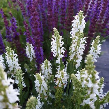 Salbei  (Salvia nemorosa) Schneehügel 