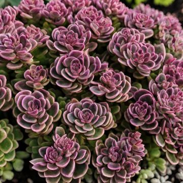 Reichblühende Fetthenne (Sedum) SUNSPARKLER Plum Dazzled