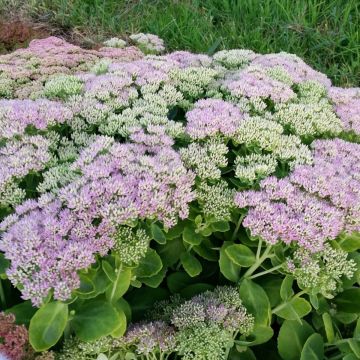 Pracht-Fetthenne (Sedum spectabile) Brilliant