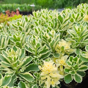 Dickblattgewächs (Sedum takesimense) Atlantis®