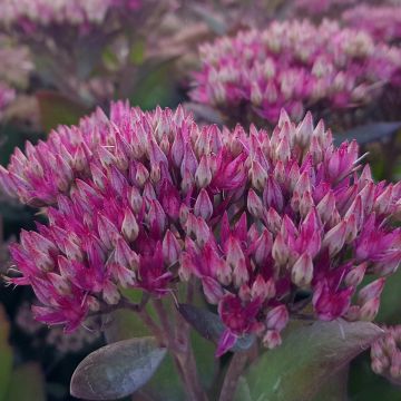 Prachtfetthenne (Sedum telephium) Class Act
