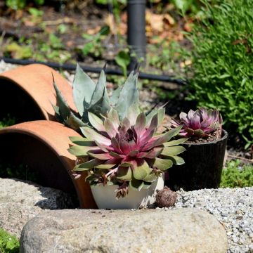 Dachwurz (Sempervivum) BIGSAM Pink Pomelo