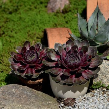 Dachwurz (Sempervivum) BIGSAM Purple Quartz