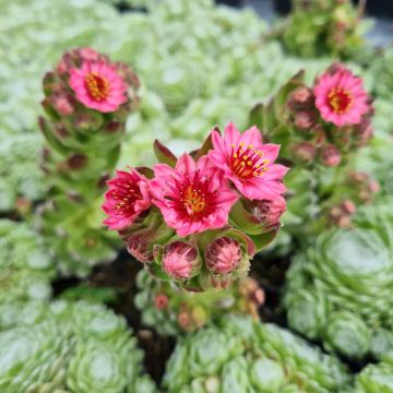 Dachwurz (Sempervivum) Sirius