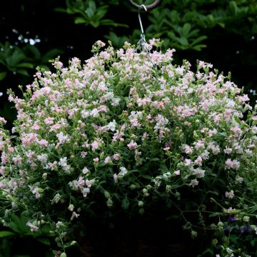 Hängendes Leimkraut (Silene pendula) Sibella Pink