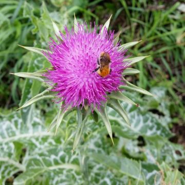 Mariendistel (Silybum marianum) 