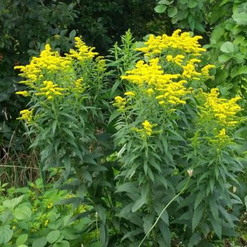 Goldrute ( Solidago) Goldkind