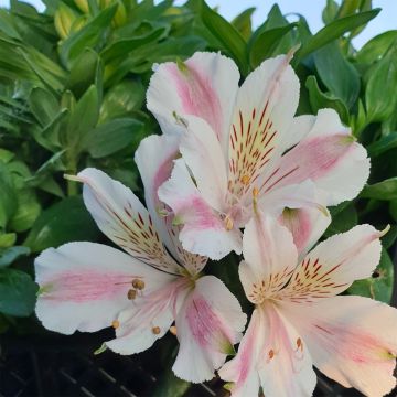 Inkalilie (Alstroemeria) LITTLE MISS Sophie