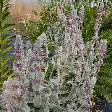 Woll Ziest (Stachys byzantin)