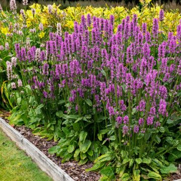 Echter Ziest (Stachys officinalis) 