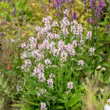 Echter Ziest (Stachys officinalis) Summer Sweets
