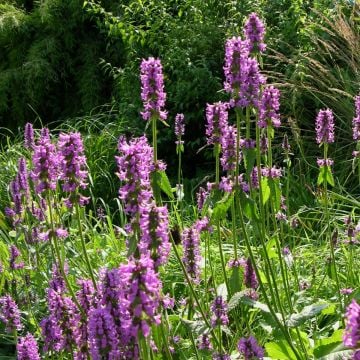 Zottiger Ziest (Stachys monnieri) Hummelo