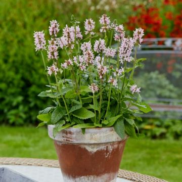 Ziest (Stachys) Summer Sweets