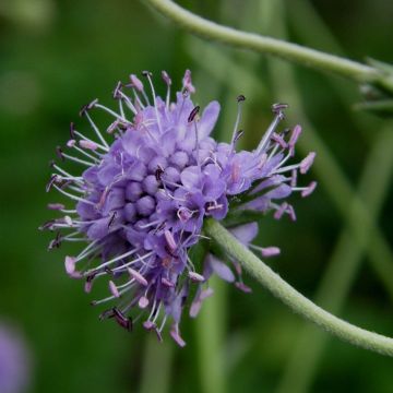 Gewöhnlicher Teufelsabbiss (Succisa pratensis) 