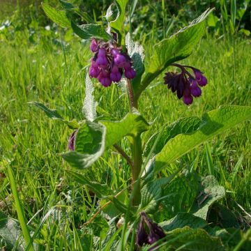 Echter Beinwell (Symphytum officinale)