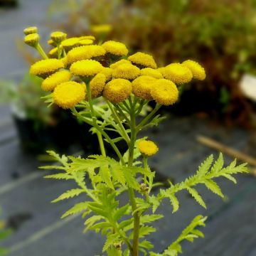 Gewöhnlicher Rainfarn (Tanacetum vulgare) 