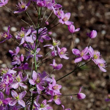 Niedrige Wiesenraute (Thalictrum) Fairy WINGS