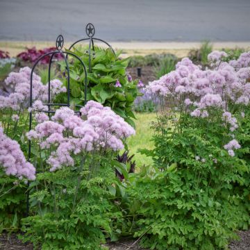 Wiesenraute (Thalictrum aquilegifolium) Cotton Candy