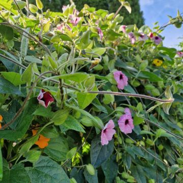 Rosa Susanne (Thunbergia alata) SUNNY SUSY Pink Beauty