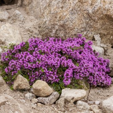 Polsterthymian (Thymus praecox) Atropurpurea 