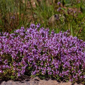 Sandthymian (Thymus serphyllum) 