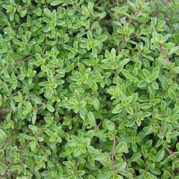 Gewürzthymian (Thymus vulgaris) 