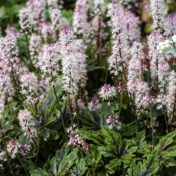 Herzblättrige Schaumblüte (Tiarella cordifolia) Angel Wings