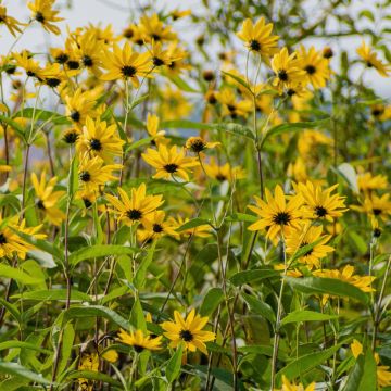 Mittelhohe Topinambur (Helianthus tuberosus) Papas