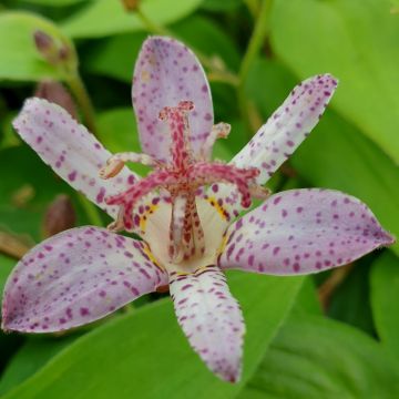 Krötenlilie (Tricyrtis formosana) Pink Freckles