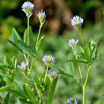 Bockshornklee / Schabzigerklee (Trigonella coerulea) 