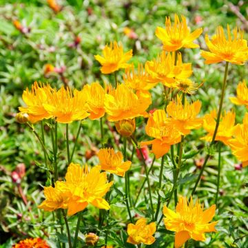 Trollblume (Trollius chinensis) Goldkönigin