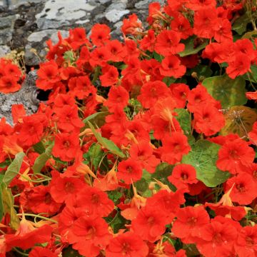 Kapuzinerkresse (Tropaeolum majus) Red Wonder