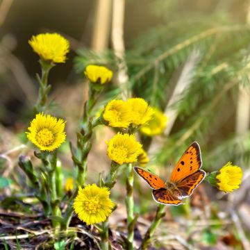 Huflattich (Tussilago farfara) 