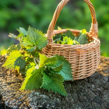 Große Brennnessel (Urtica dioica) 