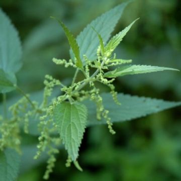 Brennessel (Urtica dioica) 