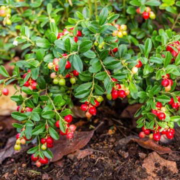 Cranberry Moosbeere (Vaccinium macrocarpon) Pilgrim