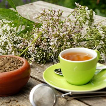 Baldrian (Valeriana officinalis) 