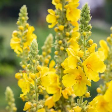 Großblütige Königskerze (Verbascum densiflorum thapsiforme)