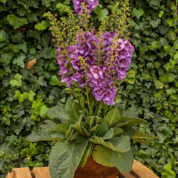 Königskerze (Verbascum) Sugar Plum