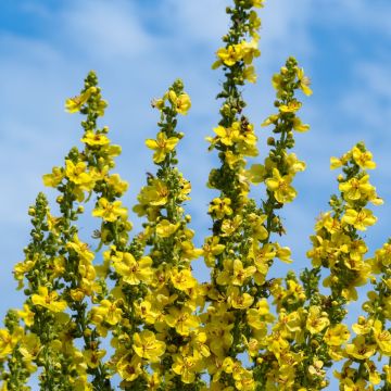 Gelbe Königskerze (Verbascum olympicum) 