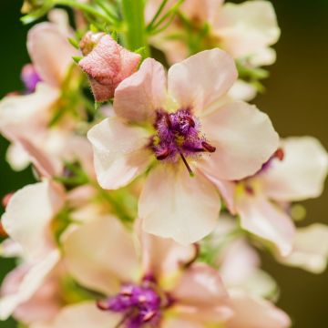 Königskerze (Verbascum phoeniceum) Southern Charm