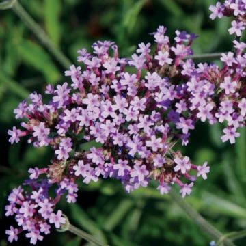 Kleines Patagonisches Eisenkraut (Verbena bonariensis) Lollipop