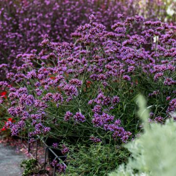 Kleines Patagonisches Eisenkraut (Verbena bonariensis) Lollipop