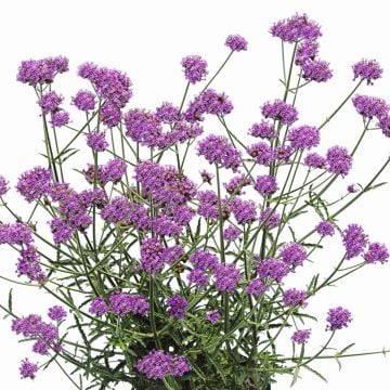 Patagonisches Eisenkraut (Verbena bonariensis) Purple Tower